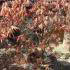 Acer Palmatum Chitoseyama, Paramount Plants and Gardens, North London UK