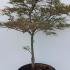 apcq 80-100 cm buy online UK.