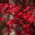 Acer Palmatum Deshojo with vibrant red spring foliage.
