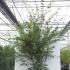 acerdeshojo 2-2.5 m buy online UK.