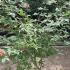 Acer Palmatum Deshojo 60-80 cm buy online UK.