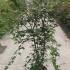 Acer Palmatum Deshojo 1-1.25 m buy online UK.
