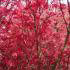 Acer Shindeshojo, Japanese Acers for sale at Paramount Plants 