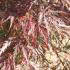 Acer Palmatum Dissectum Garnet, Paramount Plants and Gardens, Acer Specialists London & UK.