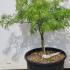 Acer Palmatum Dissectum 60-80 cm buy online UK.