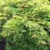 Acer Palmatum Dissectum, Acer Specialists, London Acer Plant centre - We sell online.