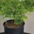 Acer Palmatum Dissectum 50-70 cm buy online UK.