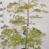 Acer Palmatum Dissectum 1-1.25 m buy online UK.