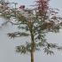 Acer Palmatum Dissectum Firecracker 1-1.25 m buy online UK.