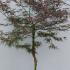 Acer Palmatum Dissectum Firecracker 1.25-1.5 m buy online UK.