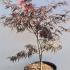Acer Palmatum Dissectum Firecracker 80-100 cm buy online UK.