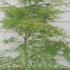 Acer Palmatum Dissectum Flavescens 80-100 cm buy online UK.