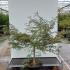 Acer Palmatum Dissectum Flavescens 1.25-1.5 m buy online UK.