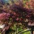 acerpga 1-1.25 m buy online UK.