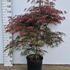 acerpga 1-1.25 m buy online UK.