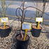 acerpga 80-100 cm buy online UK.