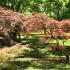 Acer Palmatum Dissectum Garnet, planted as a grove of trees for impact, buy online UK