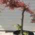 Acer Palmatum Dissectum Garnet Tree 1-1.2 m buy online UK.