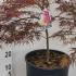 Acer Palmatum Dissectum Inaba Shidare 40-60 cm buy online UK.