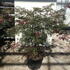 apdis 1-1.25 m buy online UK.