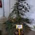 Acer Palmatum Dissectum Orangeola 1.25-1.5 m buy online UK.