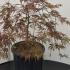 Acer Palmatum Dissectum Ornatum 40-50 cm buy online UK.