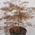 Acer Palmatum Dissectum Ornatum 50-70 cm buy online UK.