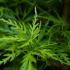 Acer Seiryu with delicate, finely dissected green foliage