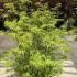 Acer Palmatum Dissectum Seiryu 1-1.25 m buy online UK.