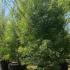 Acer Palmatum Dissectum Seiryu, beautiful variety of Japanese Maple, mature trees for sale online, UK