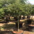 apdv 1.75-2 m buy online UK.