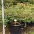 apdv 2-2.5 m buy online UK.
