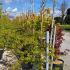 Acer Palmatum Dissectum Viridis 1-1.25 m buy online UK.