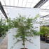 apel 1-1.25 m buy online UK.