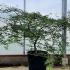 Acer Palmatum Emerald Lace 60-80 cm buy online UK.