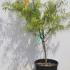 Acer Palmatum Emerald Lace 60-80 cm buy online UK.