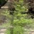 Acer Palmatum Emerald Lace 1.25-1.5 m buy online UK.