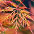 Acer palmatum orange dream