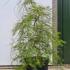 Acer Palmatum Emerald Lace unique trees for sale UK