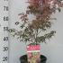 Acer Palmatum Extravaganza Japanese Maple 60-80 cm buy online UK.
