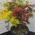 Acer Palmatum Festival Japanese Maple 30-50 cm buy online UK.