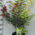 Acer Palmatum Festival Japanese Maple 60-80 cm buy online UK.