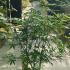 Acer Palmatum Festival Japanese Maple 30-40 cm buy online UK.