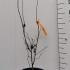 Acer Palmatum Fireglow 60-80 cm buy online UK.