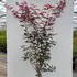 acerfireglow 1.5-1.75 m buy online UK.