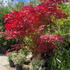 acerfireglow 1.75-2 m buy online UK.