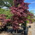 acerfireglow 2.3-2.6 m buy online UK.