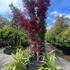 acerfireglow 3.3-3.5 m buy online UK.
