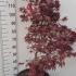 Acer Palmatum Fireglow 1-1.25 m buy online UK.