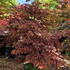 acerfireglow 1-1.25 m buy online UK.